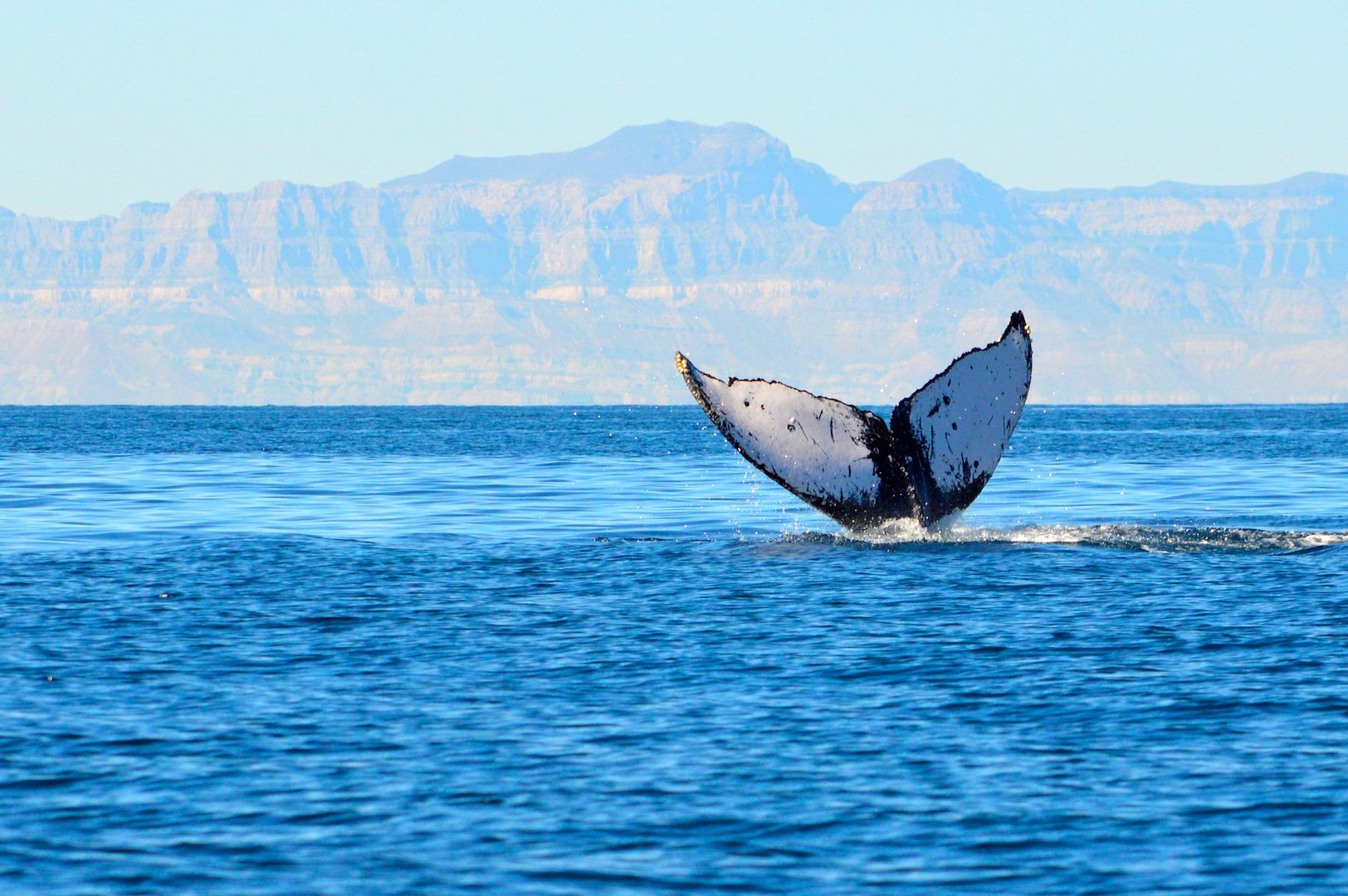 Cola de ballena jorobada frente a la sierra de Baja California Sur