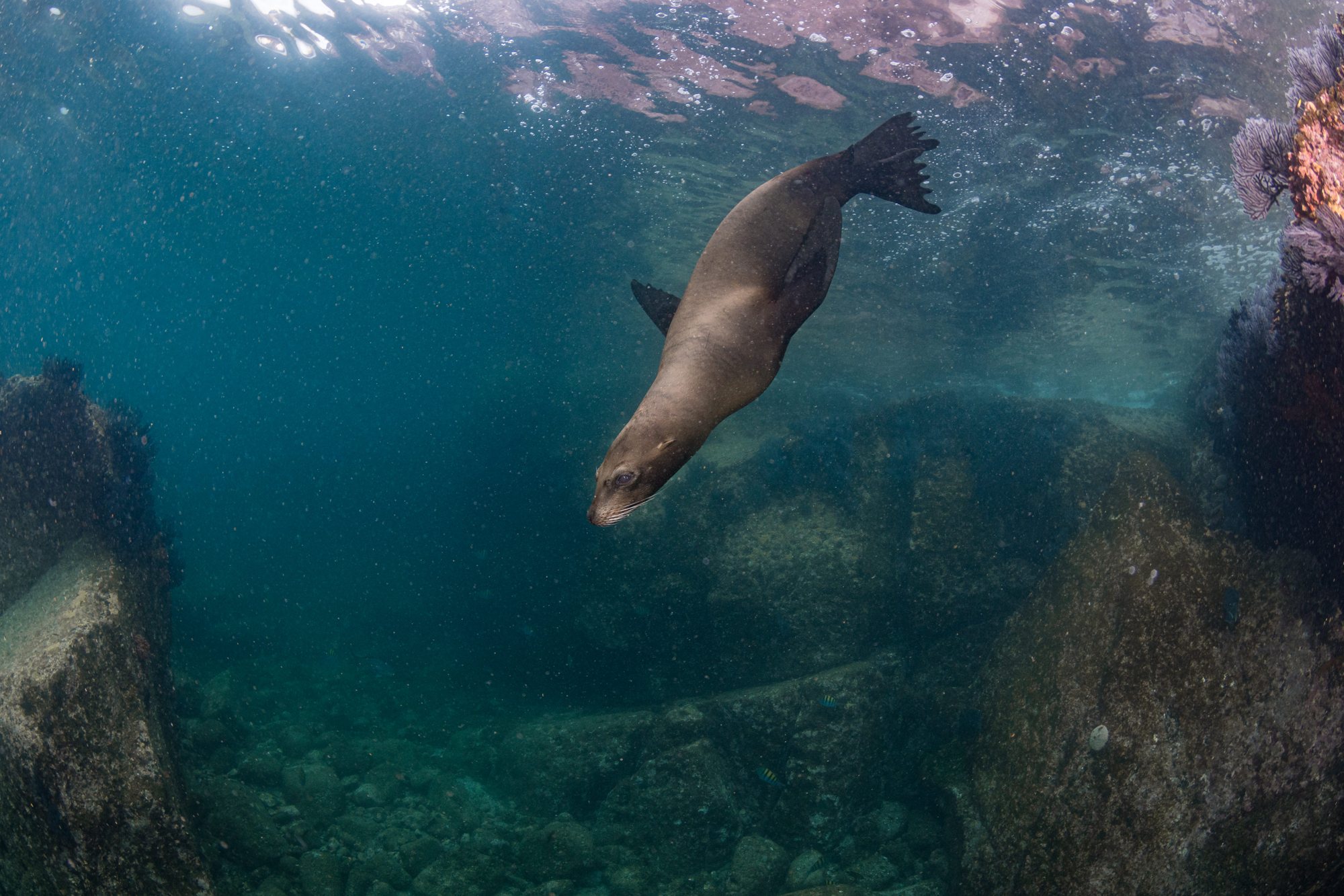 Lobo marino bajo el agua en Los Islotes, Isla Espíritu Santo