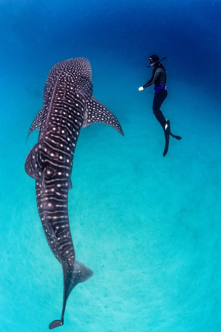 Tiburón ballena y nadador en la Bahía de La Paz